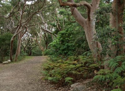Yenda Fire Trail