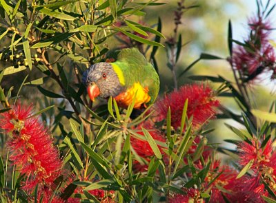 Rainbow lorikeet