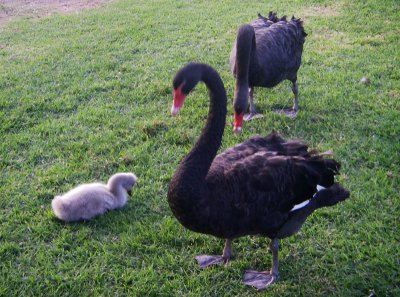 Black swan family