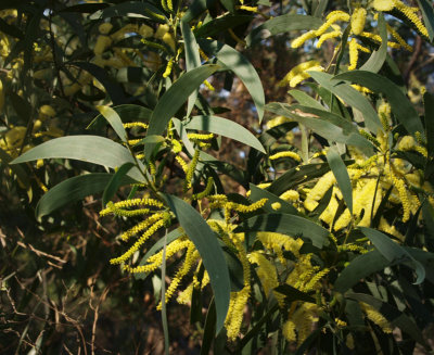 Acacia binerva