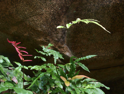 Ferns in a rock overhang