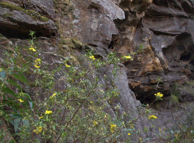 Hibbertia and sandstone