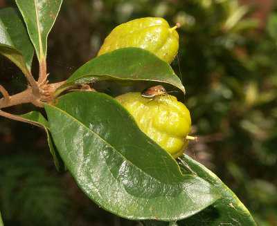 Unidentified fruit and bug