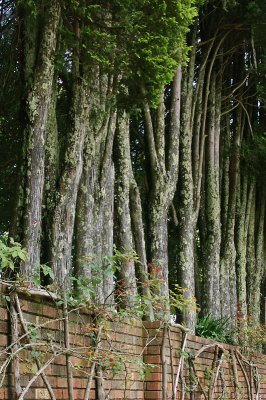 A row of cypresses