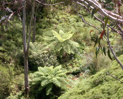 Ferns in Gordon Valley