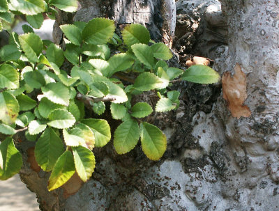 Bonsai detail 4