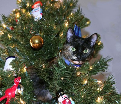 Snickers in the Christmas tree