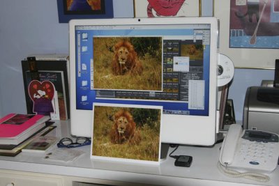 lion image and print 72 res.jpg