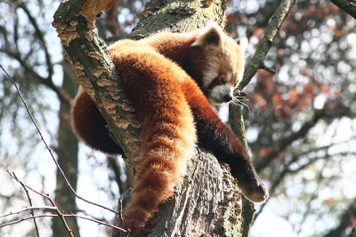 Ailurus fulgens Red panda Kleine panda