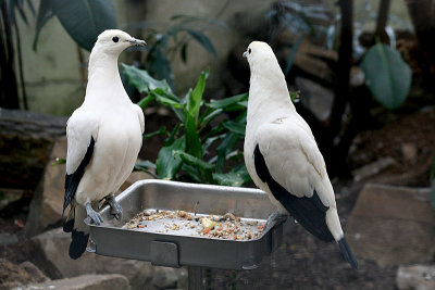 Ducula bicolor Pied imperial pigeon Bonte muskaatduif