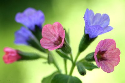 Pulmonaria officinalis Lungwort Gevlekt longkruid