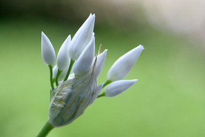 Allium ursinum <br>Wild garlic <br>Daslook 
