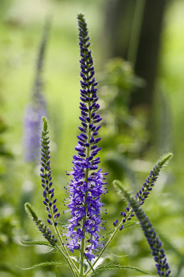 Veronica longifolia Garden speedwell Lange ereprijs 