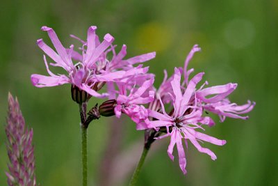 Lychnis flos-cuculi / Silene flos-cuculi  Ragged robinEchte koekoeksbloem