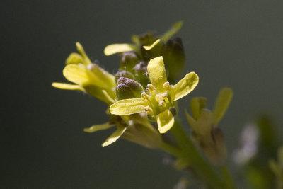 Sisymbrium officinale  Hedge mustard  Gewone raket