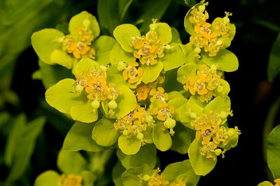 Euphorbia palustris  Marsh spurge Moeraswolfsmelk