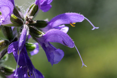 Salvia Pratensis Meadow clary Veldsalie