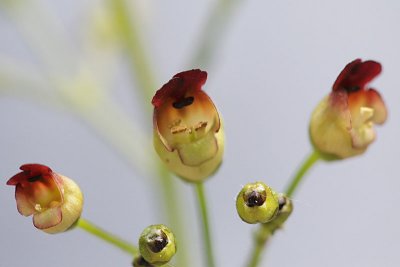 Scrophularia nodosa Figwort Knopig helmkruid