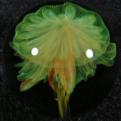 This is one of THE coolest jellyfishes I have ever seen!