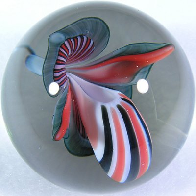 Beautiful reddish-orange and black adorn this beautiful lady slipper.