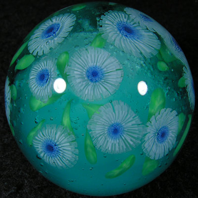 Globularia Salicina