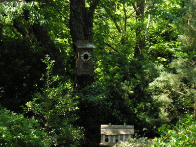 This one was mounted high on a back tree - home to raccoons at one point!