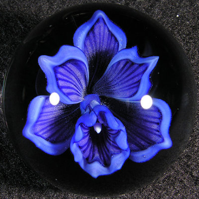 Blue Bayou Orchid Size: 1.44 Price: SOLD