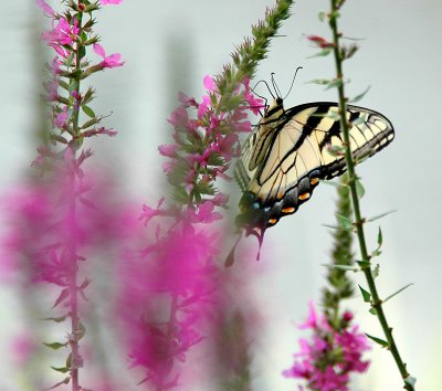 DSC_0078c_sm.jpg