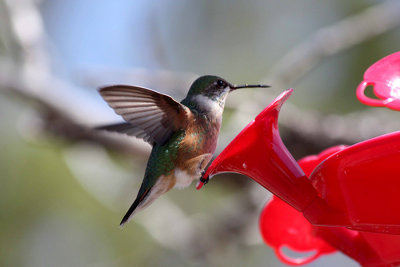 Hummingbird 1a.jpg