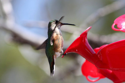 Hummingbird 2a.jpg