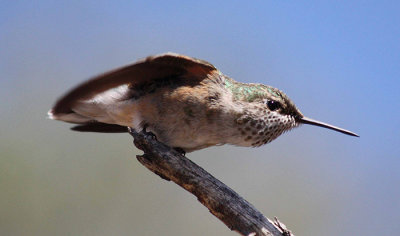 Hummingbird 3a.jpg