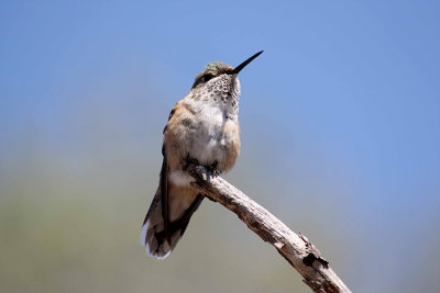 Hummingbird 4a.jpg