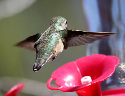 Hummingbird 5a.jpg