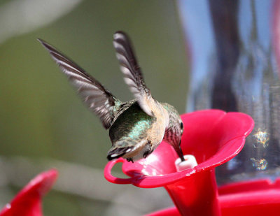 Hummingbird 6a.jpg
