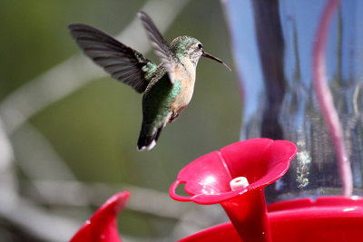 Hummingbird 8a.jpg