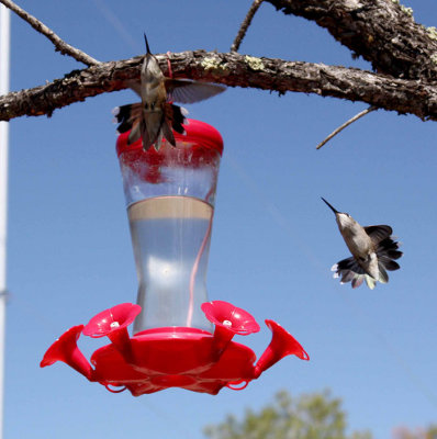 Hummingbird 9a.jpg