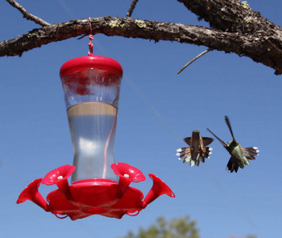 Hummingbird 10a.jpg