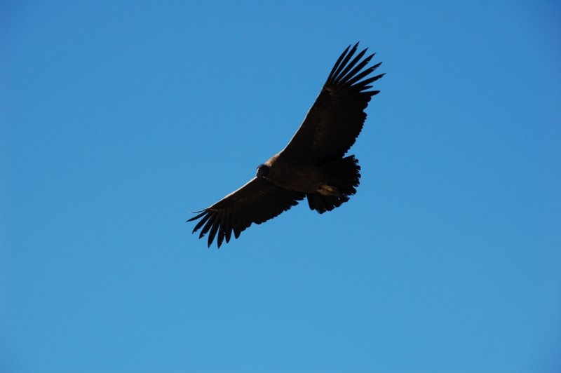 DSC_0234.JPG