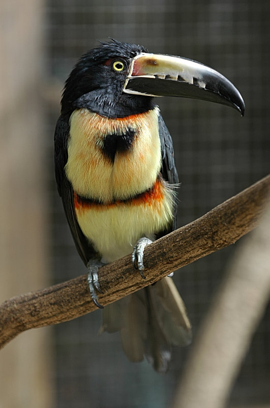 Collared Aracari Toucan.Copan Ruinas