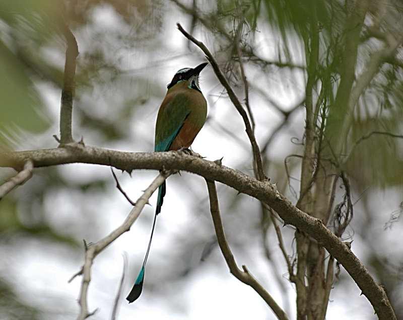 Turquois-browed Motmot.Copan ruinas