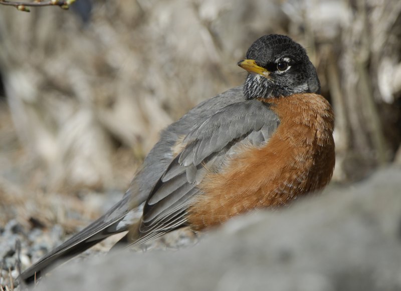 American Robin