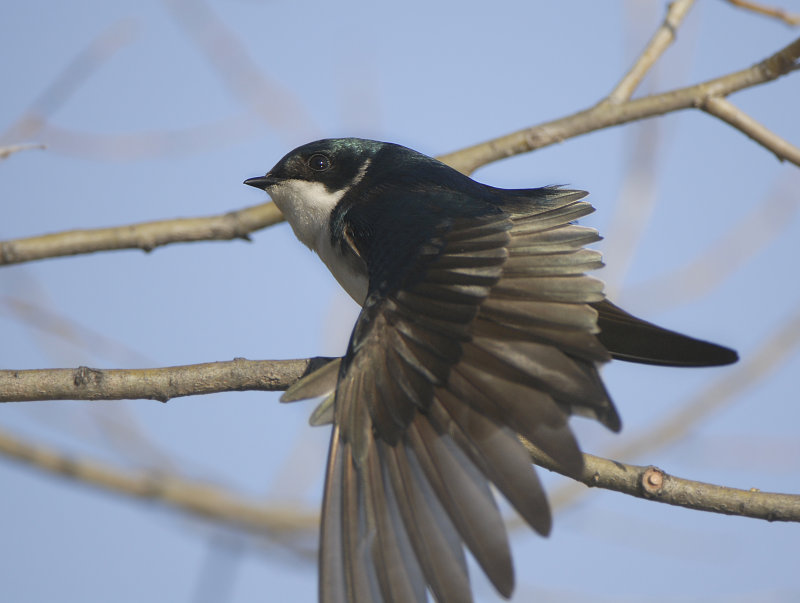 Tree Swallow