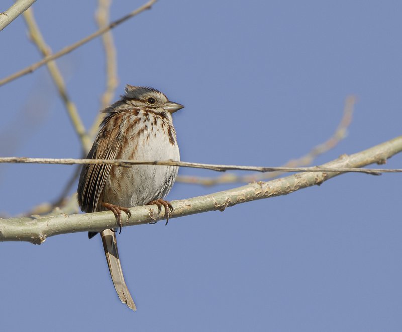 Song Sparrow