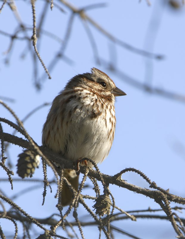 Song Sparrow