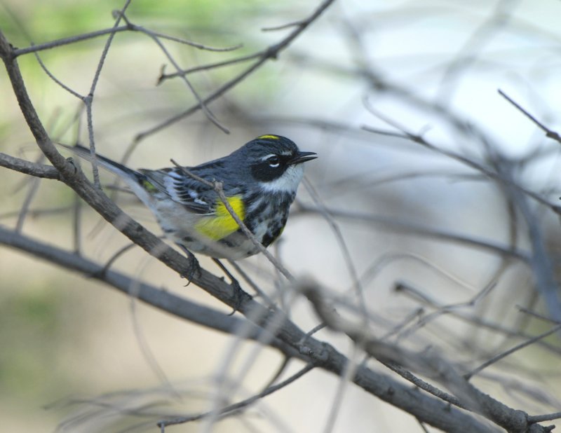 Yellow Rumped Warbler