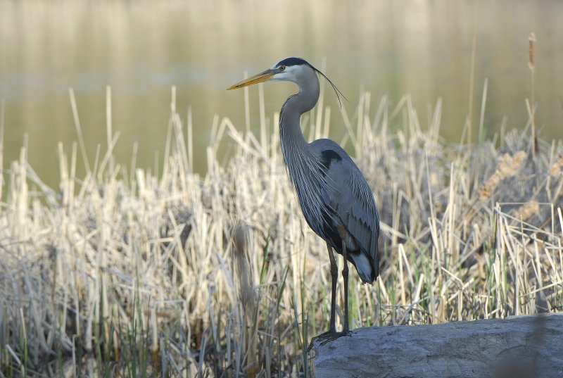 Great Blue Heron