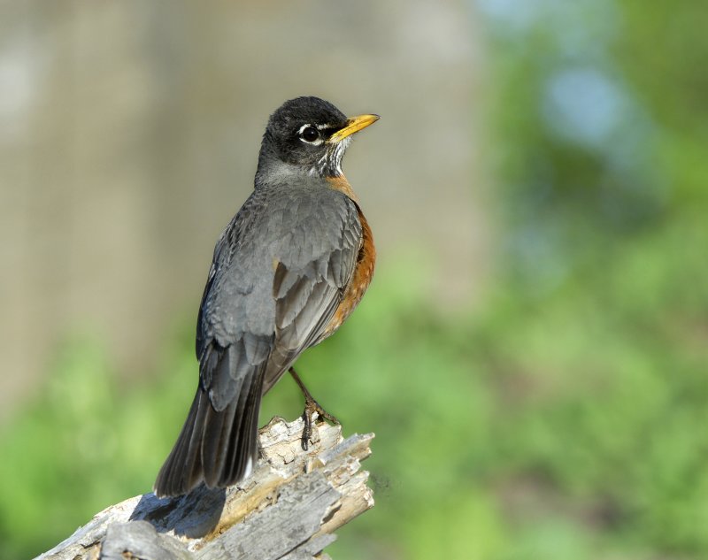 American Robin