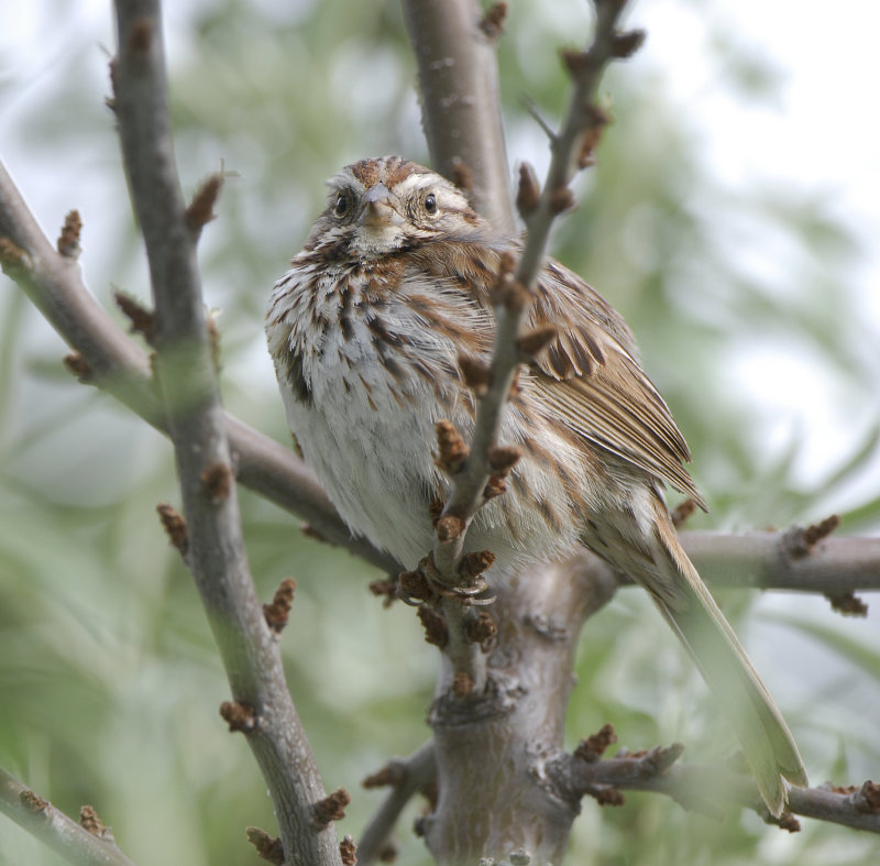 Song Sparrow