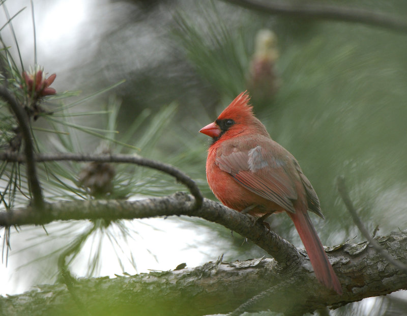 Northern Cardinal