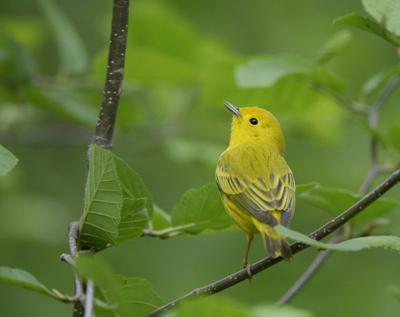 Yellow Warbler